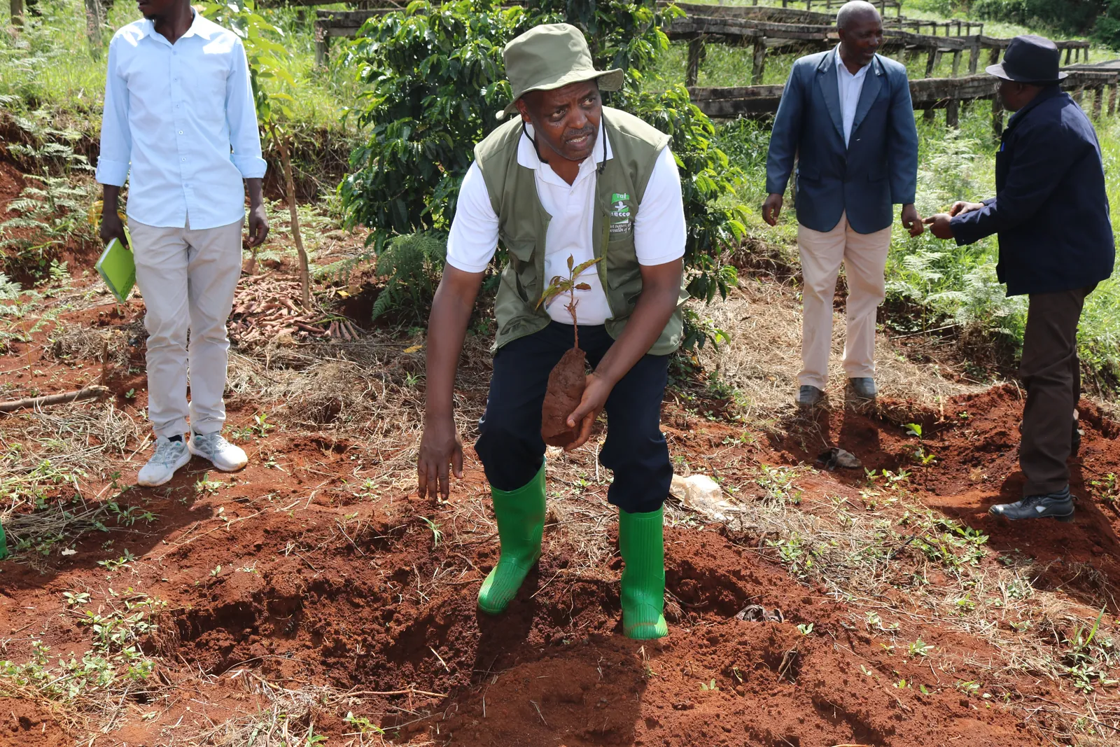 A Sacco leader crouching to plant a seedling in freshly dug red soil