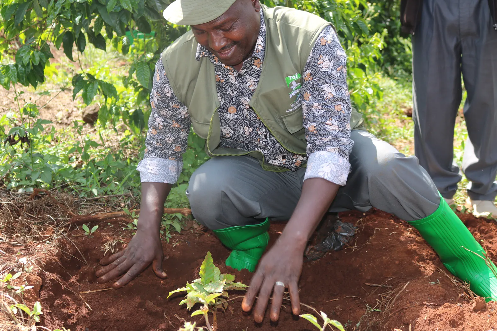 A volunteer firming the soil around a newly planted seedling